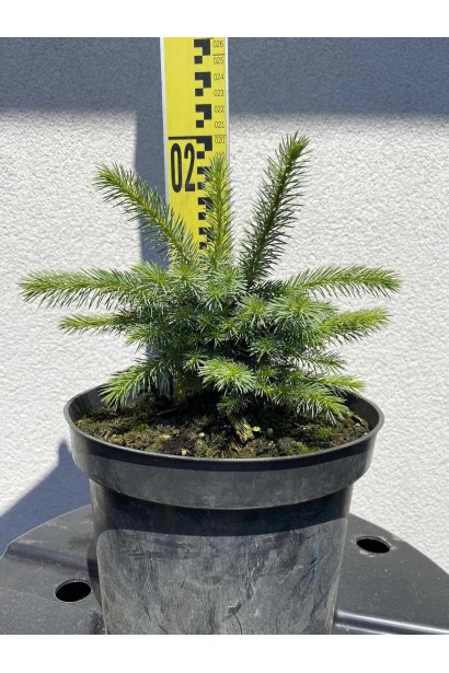 Ялина ситхінська Міджет - 3л/вис.10-15см/Ø15-20см